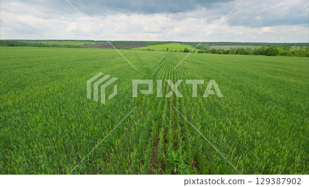 Lush green agricultural fields stretch under a beautifully cloudy sky, creating a peaceful scene Lush green agricultural fields stretch under a beautifully cloudy sky, creating a peaceful scene 129387902