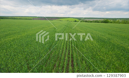 Vast expanse of lush green agricultural fields stretching under a cloudy sky above them Vast expanse of lush green agricultural fields stretching under a cloudy sky above them 129387903