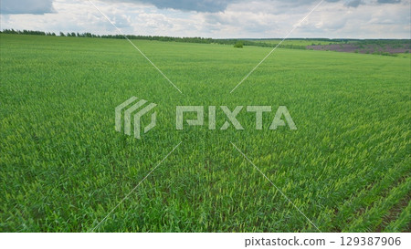 Expansive, vibrant green agricultural fields flourishing under a cloudy sky filled with beauty 129387906