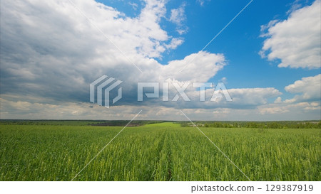 The Serene Green Fields Spread Out Under a Bright Blue Sky, Perfect for Relaxation and Joy The Serene Green Fields Spread Out Under a Bright Blue Sky, Perfect for Relaxation and Joy 129387919