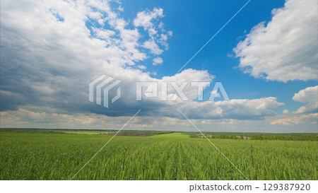 A Vast Green Field Spreading Out Under a Bright Blue Sky Adorned with Fluffy White Clouds A Vast Green Field Spreading Out Under a Bright Blue Sky Adorned with Fluffy White Clouds 129387920