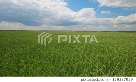 Expansive Green Fields Stretching Out Under a Bright and Clear Sky Filled with Clouds Expansive Green Fields Stretching Out Under a Bright and Clear Sky Filled with Clouds 129387939