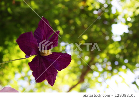Clematis Etoile Violet planted in a pot in the garden Clematis Etoile Violet planted in a pot in the garden 129388103
