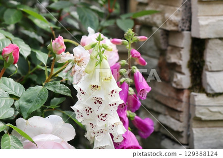 白毛地黃花 白毛地黃花 129388124