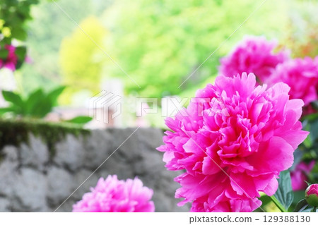 粉色牡丹花 粉色牡丹花 129388130