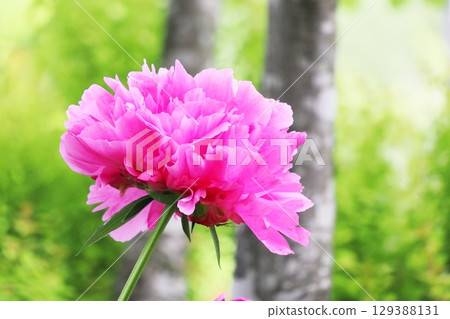 Pink peonies flowers 129388131