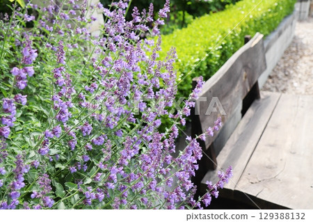 Nepeta with small purple flowers 129388132