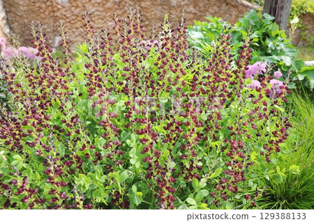 開紅褐色花朵的 Baptisia 129388133