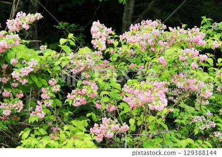 Pink-flowered Weigela Pink-flowered Weigela 129388144
