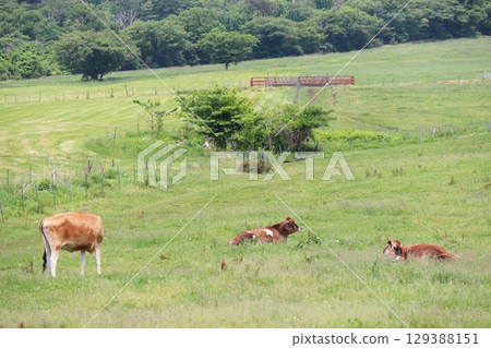 Jersey cows grazing on the pastures of the Hiruzen Plateau Jersey cows grazing on the pastures of the Hiruzen Plateau 129388151