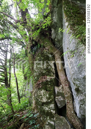 Okayama Prefecture, Maniwa City, Kanba Falls Natural Park, Oni no Ana, tree wedged between rocks 129388192
