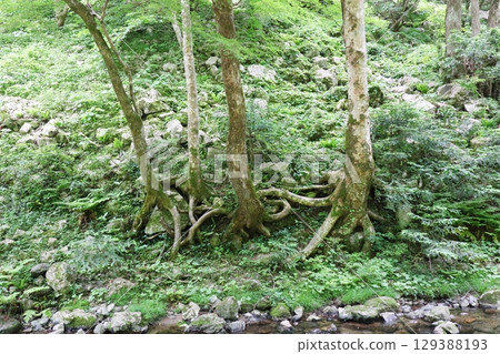 Maniwa City, Okayama Prefecture, Kanba Falls Natural Park: Trees with undulating roots 129388193