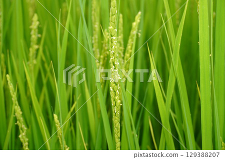 Rice ears and white flowers 02 Rice ears and white flowers 02 129388207