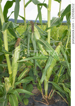 Blackened corn silk 01 Blackened corn silk 01 129388212