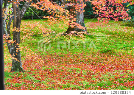 Beautiful autumn leaves and fallen maples at Yusei Garden, Sanzen-in Temple, Ohara (Sakyo Ward, Kyoto City, Kyoto Prefecture) Beautiful autumn leaves and fallen maples at Yusei Garden, Sanzen-in Temple, Ohara (Sakyo Ward, Kyoto City, Kyoto Prefecture) 129388334