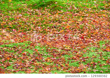 Ohara Sanzen-in Temple Yusei Garden: The beautiful contrast between fallen maples and moss (Sakyo Ward, Kyoto City, Kyoto Prefecture) 129388382