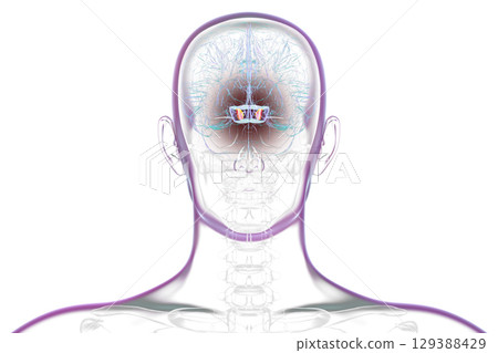 Human brain with highlighted substantia nigra, 3D illustration. 129388429
