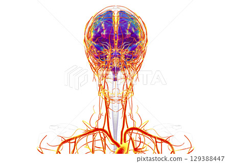 Brain arteries, 3D illustration 129388447