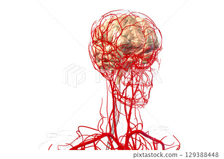 Brain arteries, 3D illustration 129388448