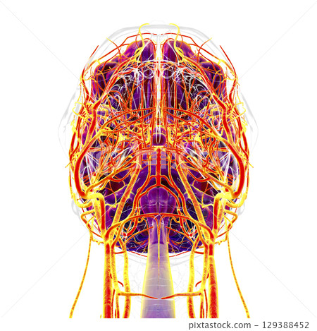 Brain arteries, 3D illustration 129388452