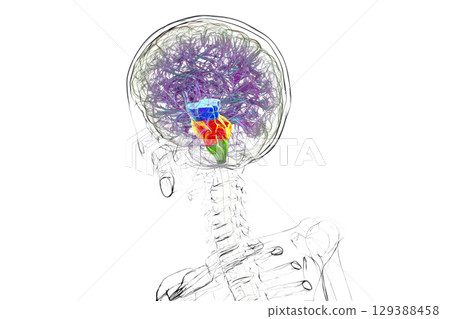 Brainstem highlighted in human brain, 3D illustration 129388458