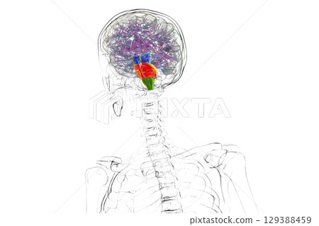 Brainstem highlighted in human brain, 3D illustration 129388459