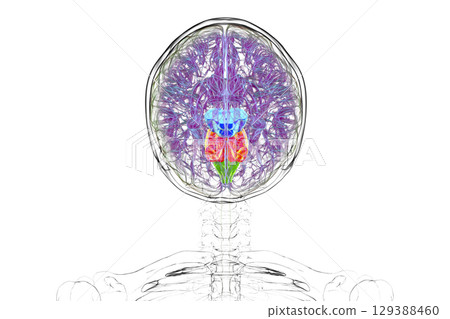 Brainstem highlighted in human brain, 3D illustration 129388460