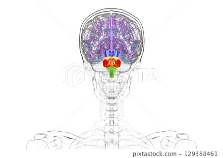 Brainstem highlighted in human brain, 3D illustration 129388461
