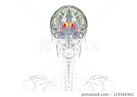 Human brain with highlighted caudate nucleus, 3D illustration 129388462