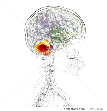 Human brain with highlighted cerebellum, 3D illustration 129388463