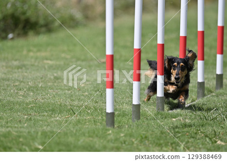 Dachshund running vigorously through the slalom Dog Agility Dog School Dog Sports 129388469
