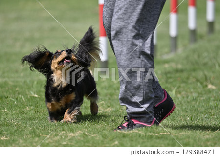 Dachshund running while making eye contact with a woman, dog agility, dog school, dog sports Dachshund running while making eye contact with a woman, dog agility, dog school, dog sports 129388471