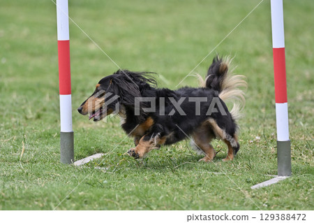 臘腸犬高速障礙滑雪 狗狗敏捷性 狗狗學校 狗狗運動 129388472