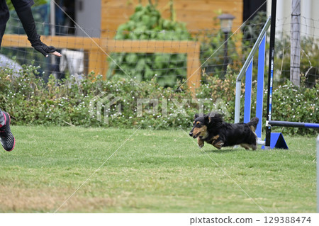 臘腸犬與訓犬師的比賽、狗狗敏捷性、狗狗學校、狗狗運動 129388474