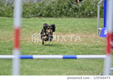 瀟灑臘腸犬 敏捷犬 學校狗 運動犬 瀟灑臘腸犬 敏捷犬 學校狗 運動犬 129388475