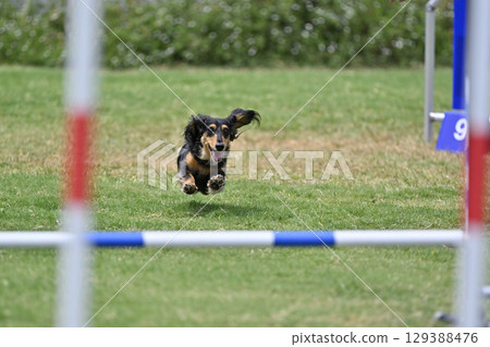 Jumping Duck Dog Agility Dog School Dog Sports 129388476