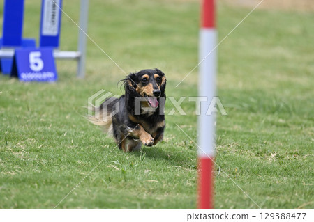 Smiling Dachshund, Dog Agility, Dog School, Dog Sports 129388477