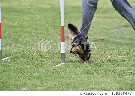 Dachshund entering slalom with great force Dog agility Dog school Dog sports 129388478