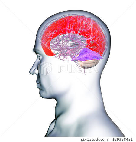 Falx cerebri and tentorium cerebelli, 3D illustration. Falx cerebri and tentorium cerebelli, 3D illustration. 129388481