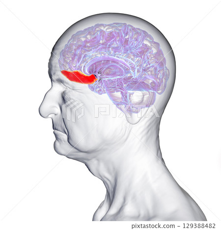 Gyrus rectus of human brain, 3D illustration Gyrus rectus of human brain, 3D illustration 129388482