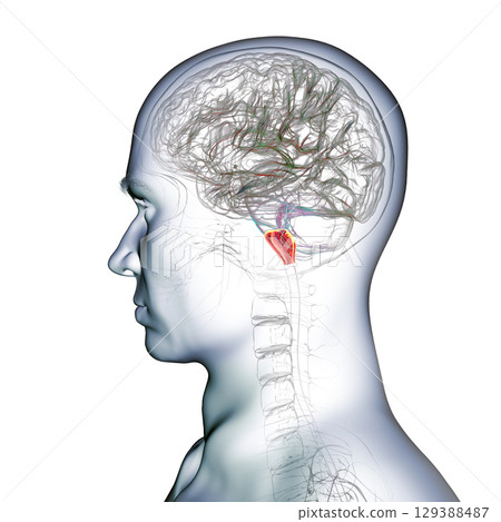 Medulla oblongata highlighted in human brain, illustration Medulla oblongata highlighted in human brain, illustration 129388487