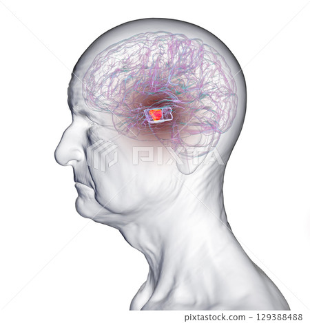 Human brain with highlighted substantia nigra, 3D illustration. 129388488