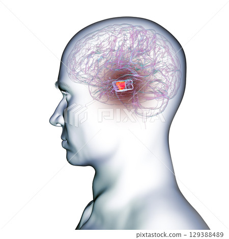 Human brain with highlighted substantia nigra, 3D illustration. Human brain with highlighted substantia nigra, 3D illustration. 129388489