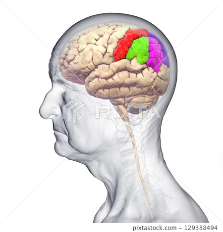 Brain parietal gyri, 3D illustration Brain parietal gyri, 3D illustration 129388494