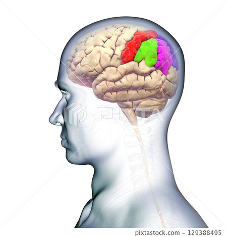 Brain parietal gyri, 3D illustration Brain parietal gyri, 3D illustration 129388495