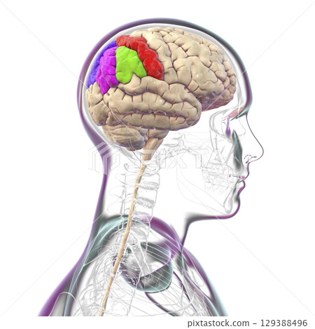Brain parietal gyri, 3D illustration Brain parietal gyri, 3D illustration 129388496