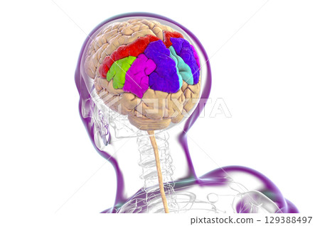 Brain parietal gyri, 3D illustration 129388497