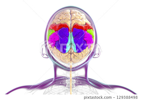 Brain parietal gyri, 3D illustration 129388498