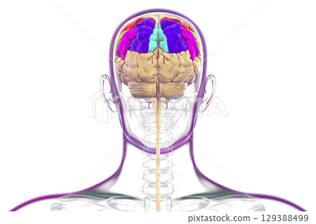 Brain parietal gyri, 3D illustration 129388499