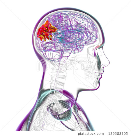 Human brain with highlighted precuneus gyrus, 3D illustration Human brain with highlighted precuneus gyrus, 3D illustration 129388505